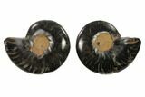 Cut/Polished Ammonite Fossil - Unusual Black Color #132569-1